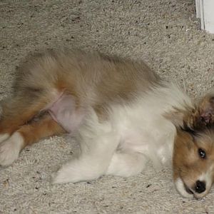 Dog tired!