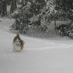 Joey enjoying all the snow