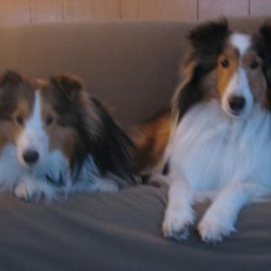 Joey and Bailey resting after playing in the snow...