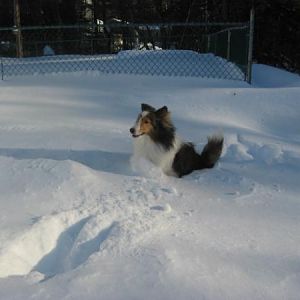 Bailey says, "Yikes!  I'm stuck!"