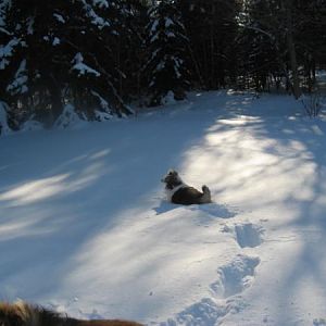 Bailey trying to run in the snow; Joey sticking close to me :)