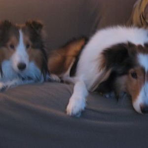 Joey and Bailey posing, but Bailey is getting bored