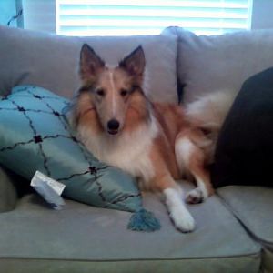 Max at home on his new love seat sized dog bed.
