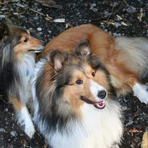 happy puppys