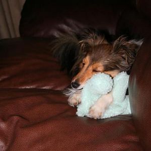 awwww.. ,, 1 of his several hundred toys.., or at least it seems like..