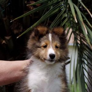 Meggie 11 weeks