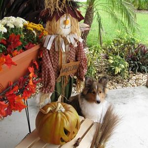Just hanging with the scarecrow and the jack-o-lanterns!
