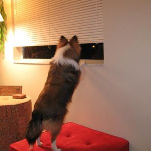 Mom's all time favorite pic - The big girl looking out the window