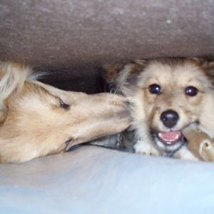 Ha ha got your bone and you cant get under the chair