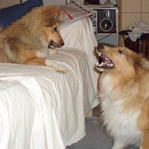 Come on puppy, bring it on.