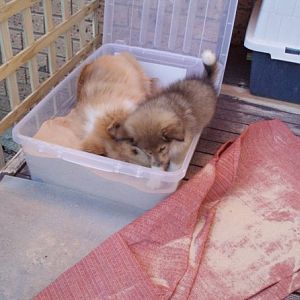 This sandbox aint big enough for the two of us.