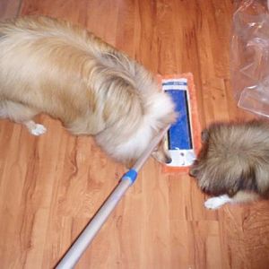 The Ancient Sheltie Art of Broom Herding