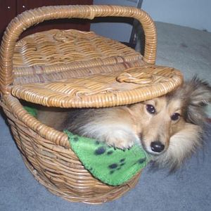 Picnic puppy