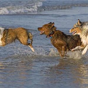 Romp in the surf