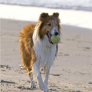 Ball boy