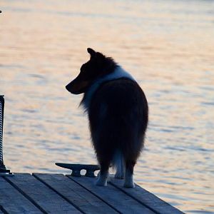 Indy, the Wild Man, has a pensive moment.....