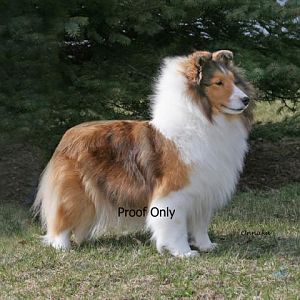 Annie, BISS AM/CA CH Shelhaven Rabbit Run Rhapsody, daughter of Markie.