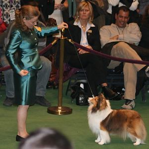 Megan and Annie, at the The Westminster Kennel Club Dog Show, where she was awarded Best of Opposite Sex 2007, and 2008