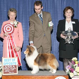 BISS AM/CA CH Shelhaven Rabbit Run Rhapsody, AOM, "Annie" handled by Pete Denbow, winning Best of Opposite Sex at the American Shetland Sheepdog Assoc