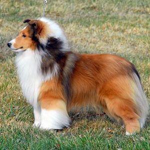 AM/CAN CH Rabbit Run Maritime (Robbie) at 18 months