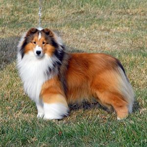 AM/CA CH Rabbit Run Maritime at 18 months
