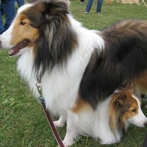 Brave Bailey and timid Joey