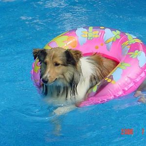 Vinca hanging in the pool.