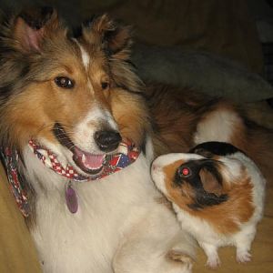 Media 'Chloe hanging out with one of our guinea pigs, Woody :-)' in album 'Chloe'