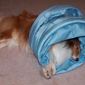 Silly with tunnel toy!