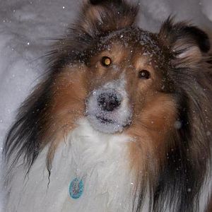 I love to eat snow.
