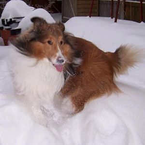 I love to eat snow.
