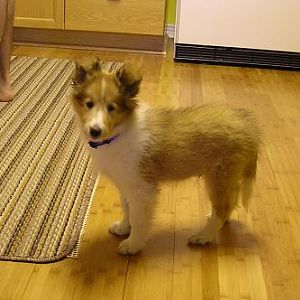 I'm 10 weeks old.