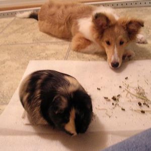 Indie and Ranma.