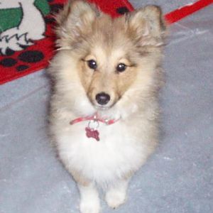 Tully - 4 month old toy