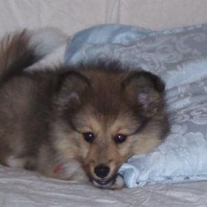Tully - 3 month old fox