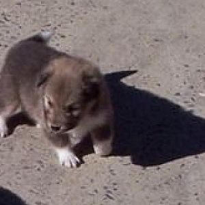 Tully - 4 week old wombat