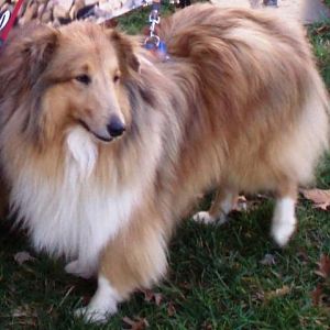 Deska - 2.4 years