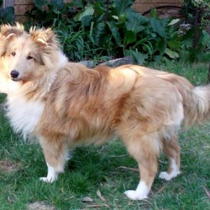 Deska - 6 months