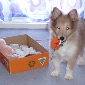 Deska - 10 weeks - first day home