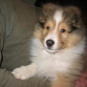 Tyler at 10 weeks.  Don't let the cuteness fool you!