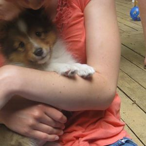7 weeks old, at the breeder