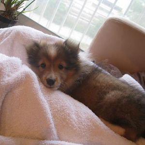 first day home watching TV