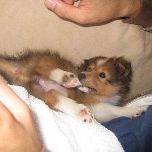 eating my foot