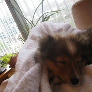 zzz