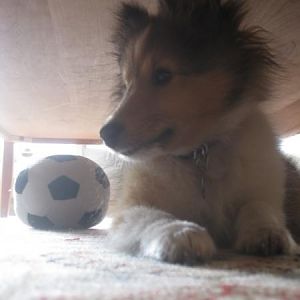 under the coffee table, my favorite place