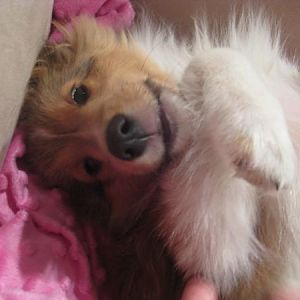 tummy rub please