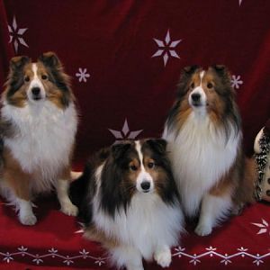 Left to right: Checkers, Pixie and Barkley