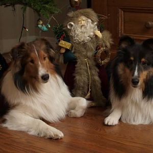 Mom tried to take an Xmas picture in front of the tree, but we kept sliding on the hardwood floors into a "down".  So Mom planted a Santa between us i