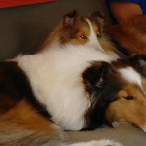 Bailey&Joey lounging