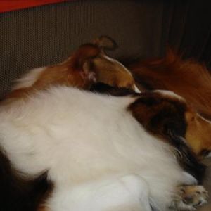 Bailey&Joey lounging2